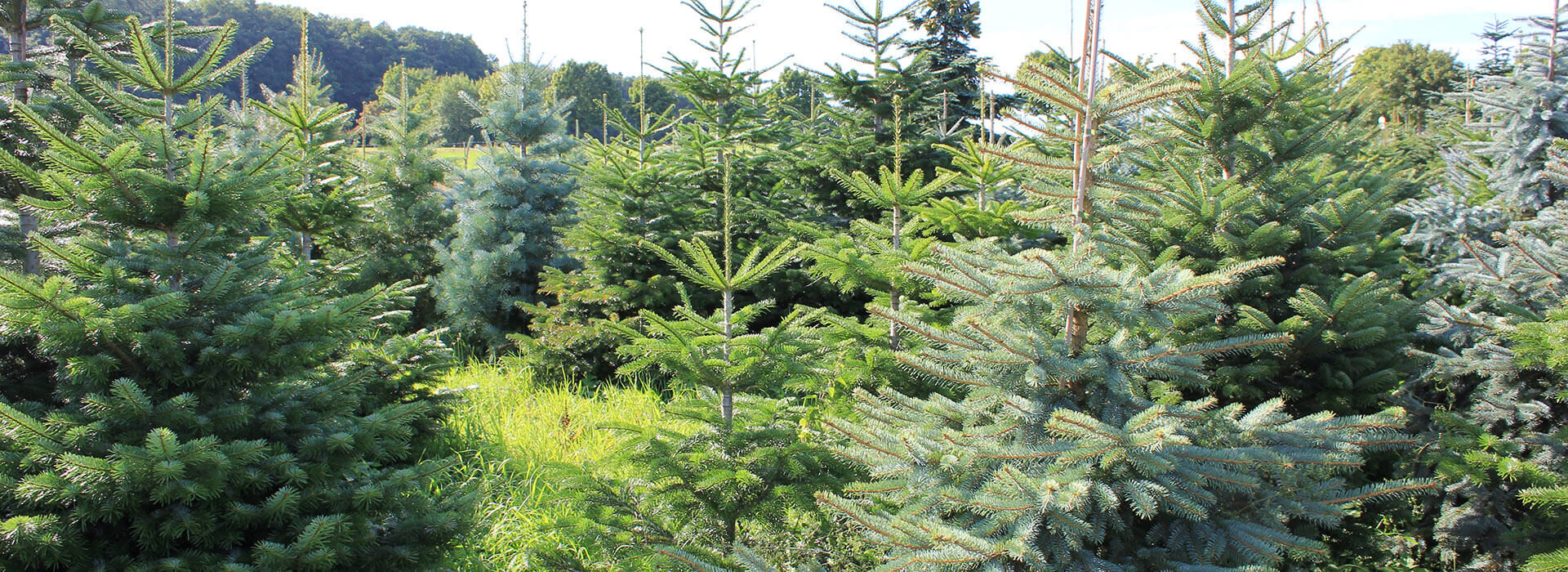 Weihnachtsbaumplantage